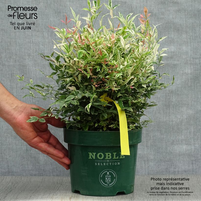 Esimerkki kesällä toimitetusta Pyhä bambu Twilight Pot de 2L/3L-taimesta