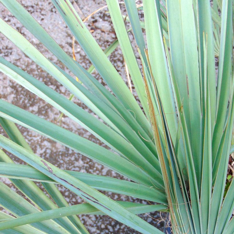 Nannorrhops ritchiana Silver (Lehvistö)