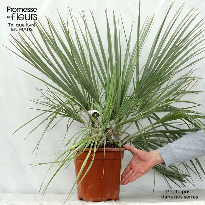 Esimerkki keväällä toimitetusta Nannorrhops ritchiana Silver Pot de 7,5L/10L-taimesta