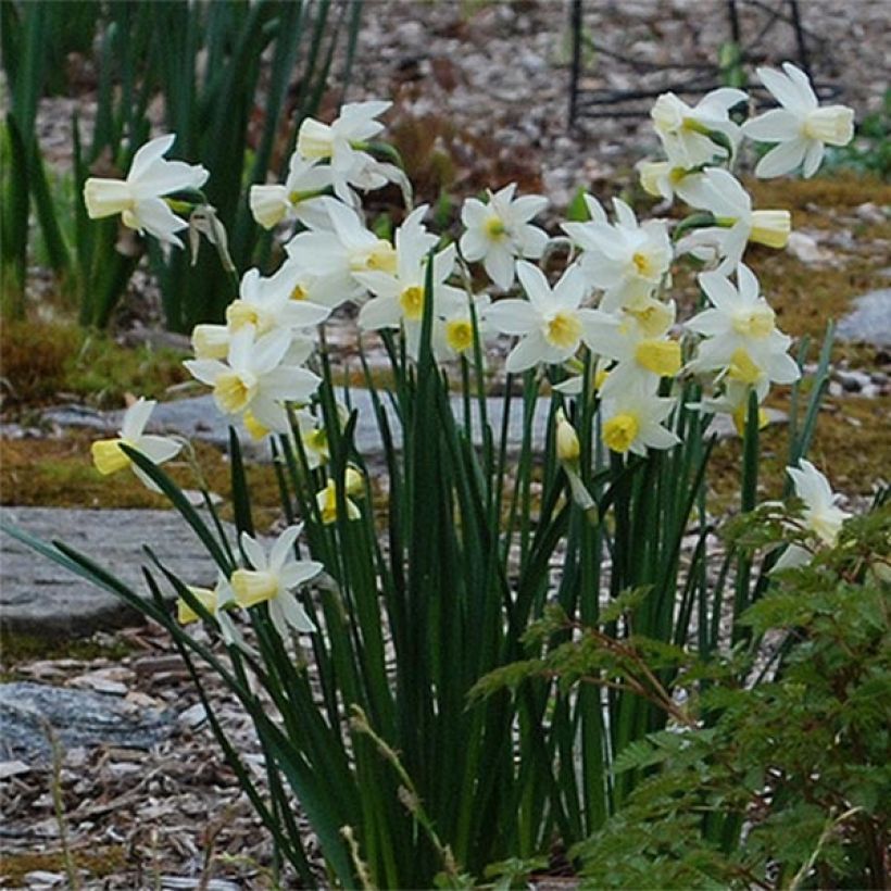 Torvinarsissi Bella Estrella (Kukinta)