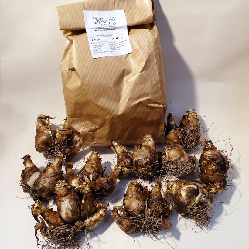 Esimerkki toimitetusta Torvinarsissi Chromacolor Laatikko Koko 14/16-taimesta