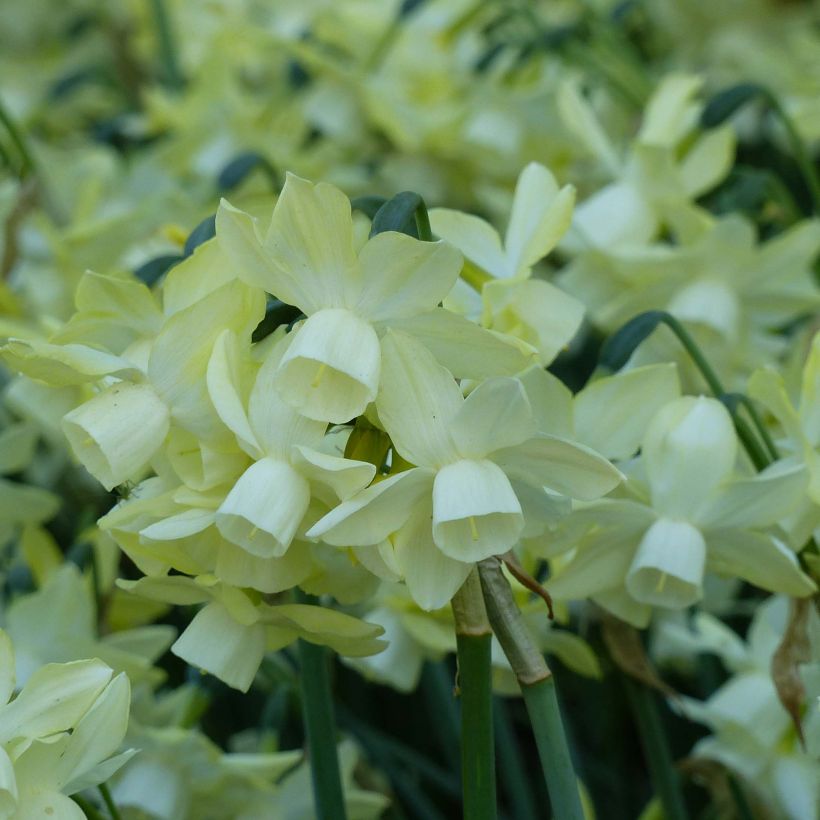 Orkideanarsissi Moonlight Sensation (Kukinta)