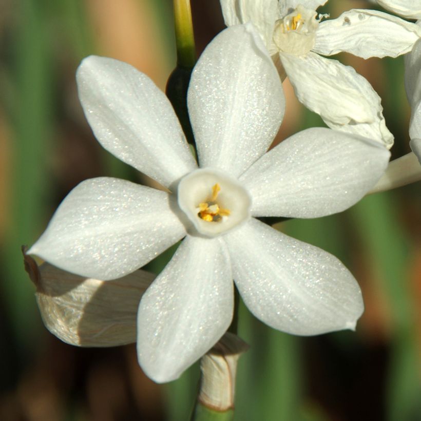 Vititasetti Paperwhite (Kukinta)