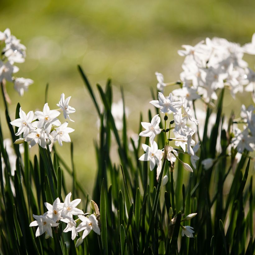 Vititasetti Paperwhite (Kasvutapa)