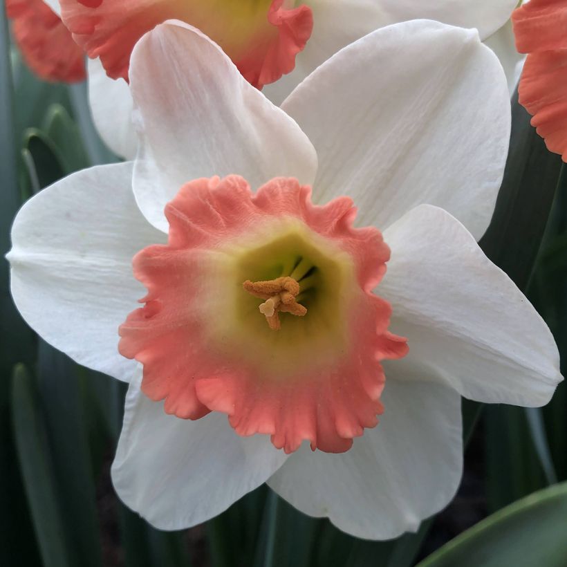 Pientorvinen narsissi Pink Charm (Kukinta)