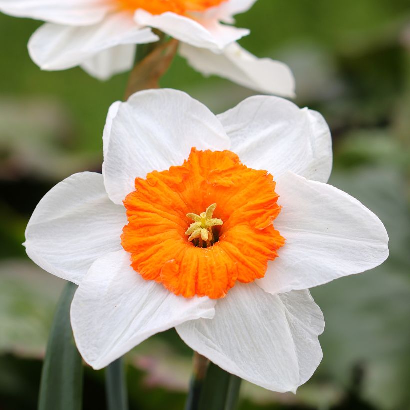 Torvinarsissi Professor Einstein (Kukinta)