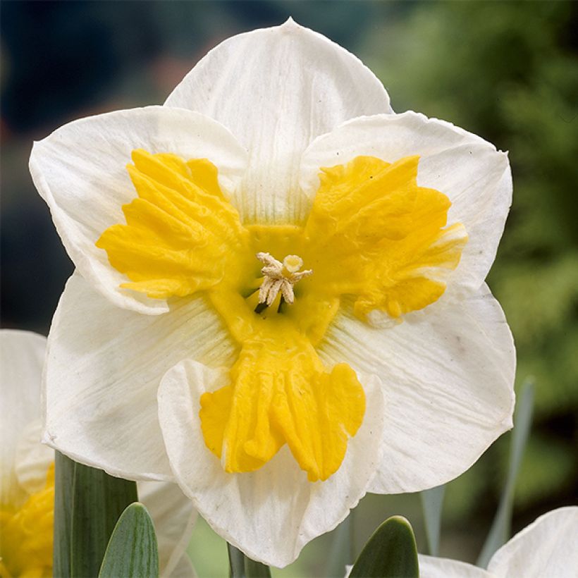 Orkideanarsissi Tricollet (Kukinta)