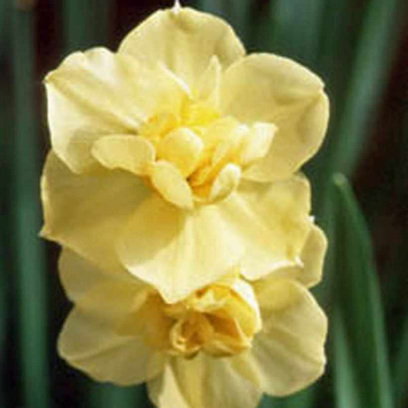 Torvinarsissi Yellow Cheerfulness (Kukinta)