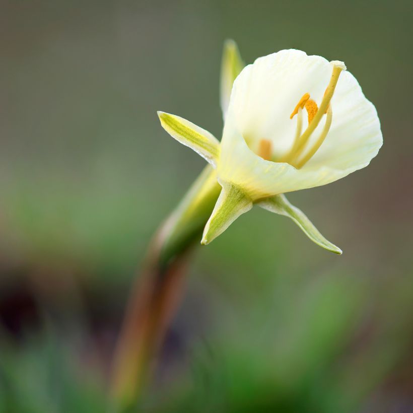 Virvanarsissi White Petticoat (Kukinta)