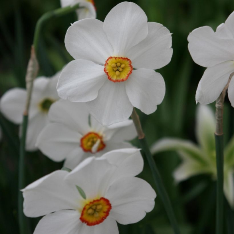 Runoilijanarsissi Actaea (Kukinta)