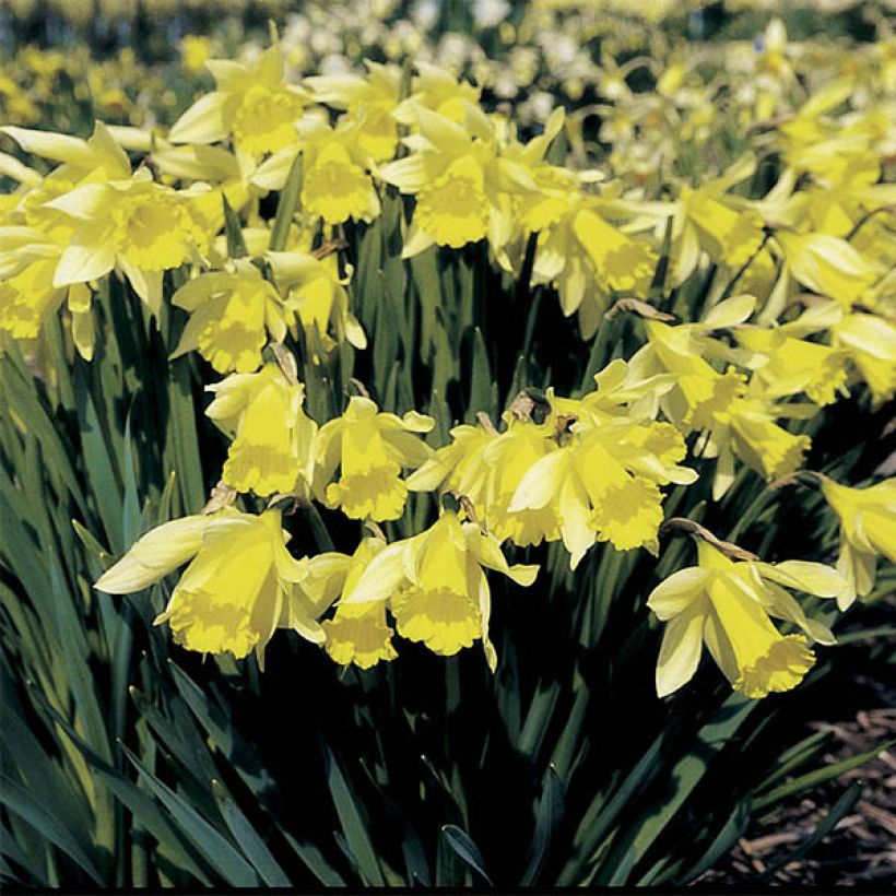 Keltanarsissi - Narcissus pseudonarcissus (Kasvutapa)