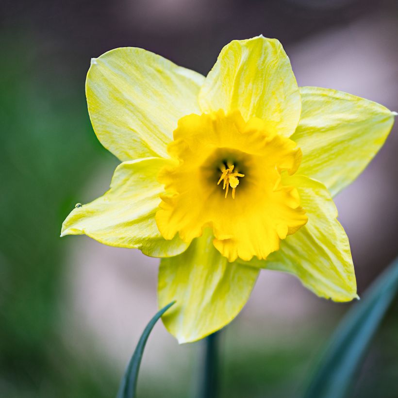 Keltanarsissi - Narcissus pseudonarcissus (Kukinta)