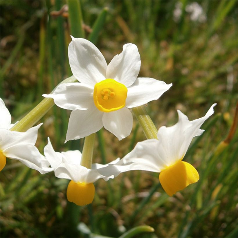 Sarjatasetti Canaliculatus (Kukinta)