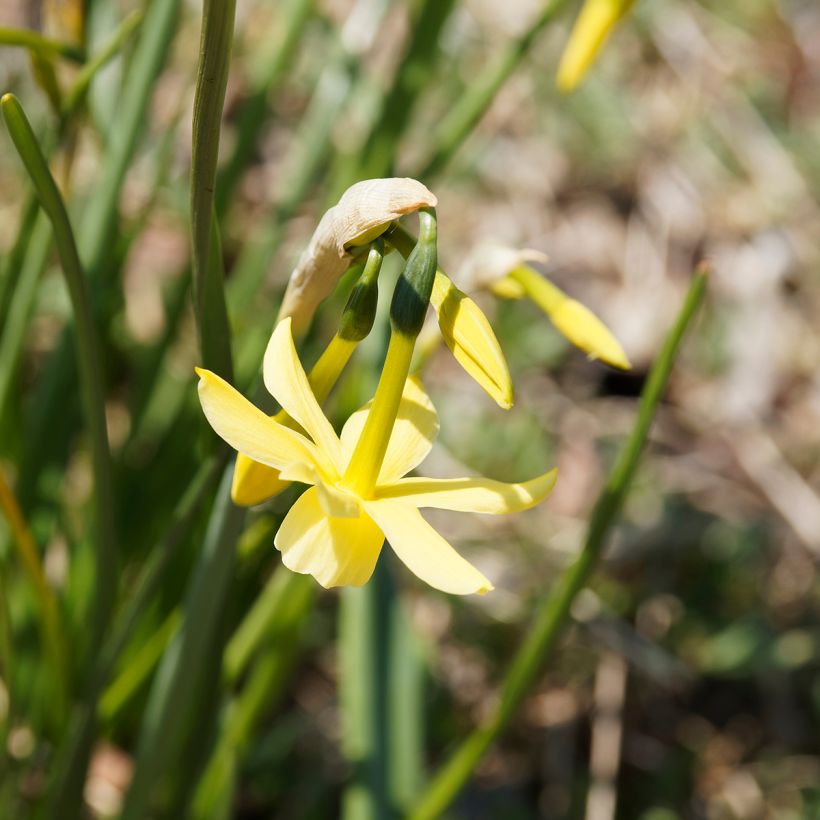 Orkideanarsissi Hawera (Kukinta)