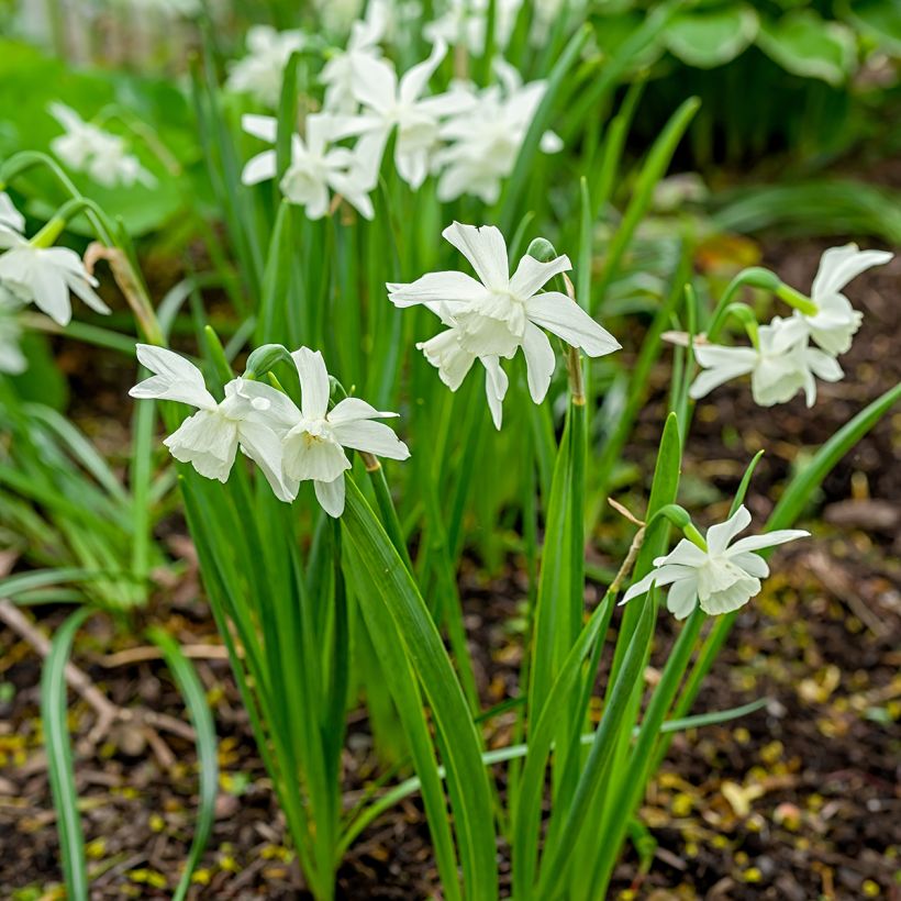 Orkideanarsissi Thalia (Kasvutapa)
