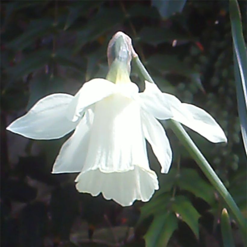 Torvinarsissi moschatus (Kukinta)