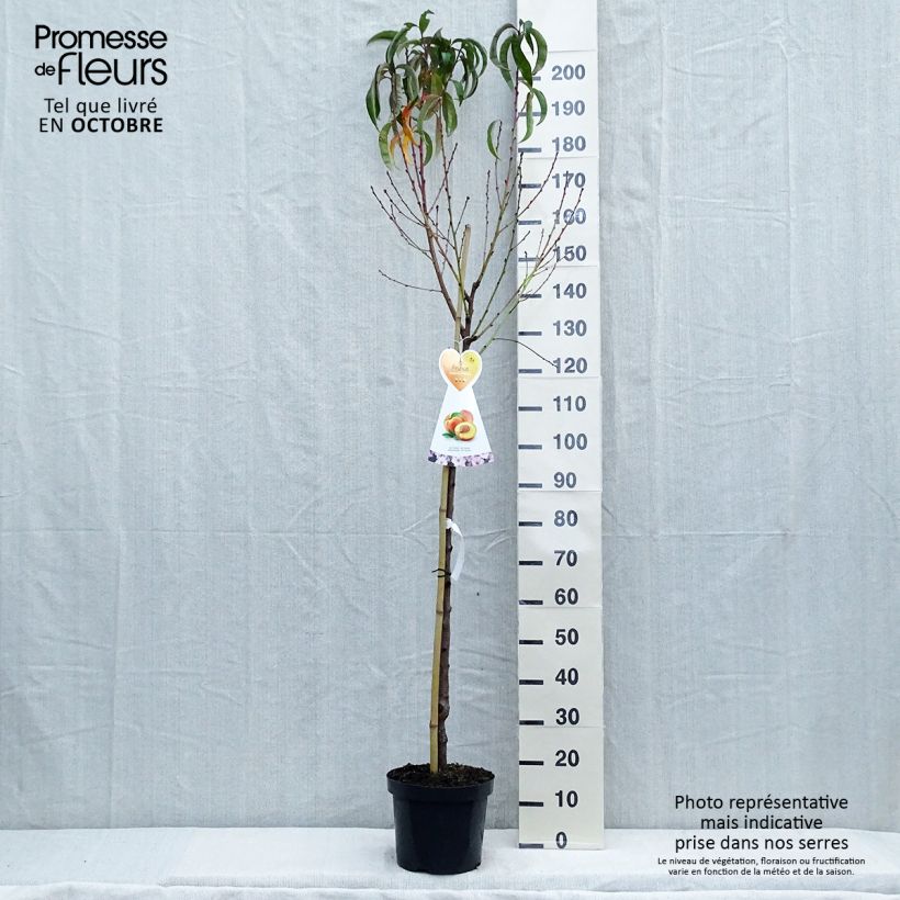 Esimerkki syksyllä toimitetusta Nectarinier Flavor Top - Prunus persica nucipersica  Pot de 7,5L/10L, Demi-Tige-taimesta