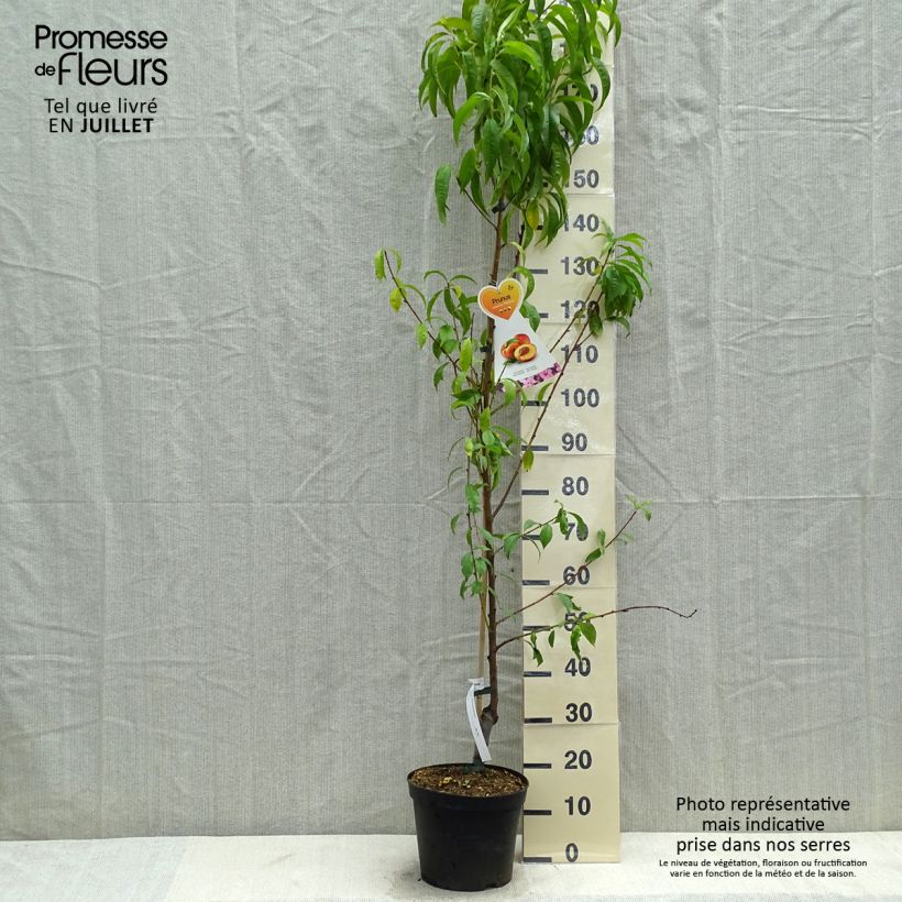 Esimerkki kesällä toimitetusta Nectarinier Flavor Top - Prunus persica nucipersica  Pot de 7,5L/10L, Gobelet-taimesta