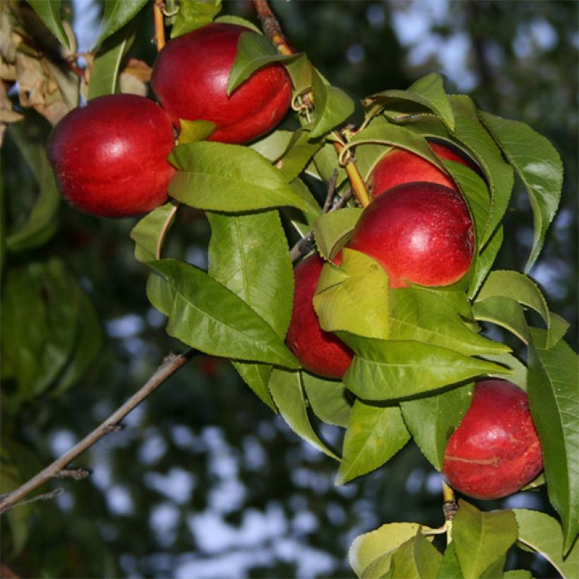 Nektariini Honey Muscat (Kukinta)