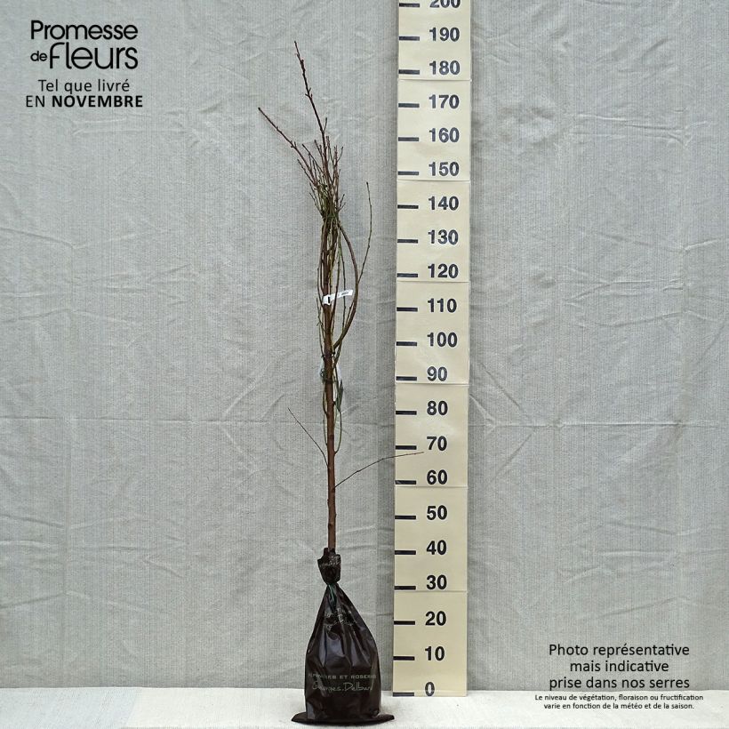 Esimerkki syksyllä toimitetusta Nectarinier Nectared - Prunus persica nucipersica Motte "Prêt-à-planter", Scion-taimesta