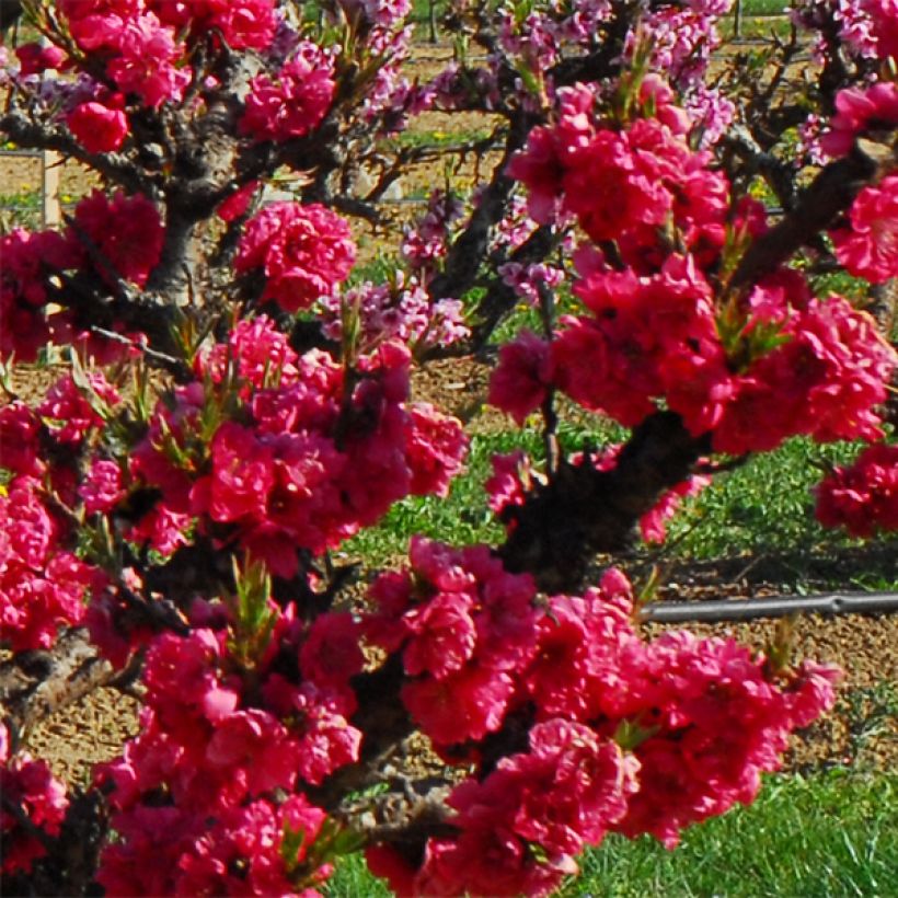 Nektariini Garden Beauty (Kukinta)