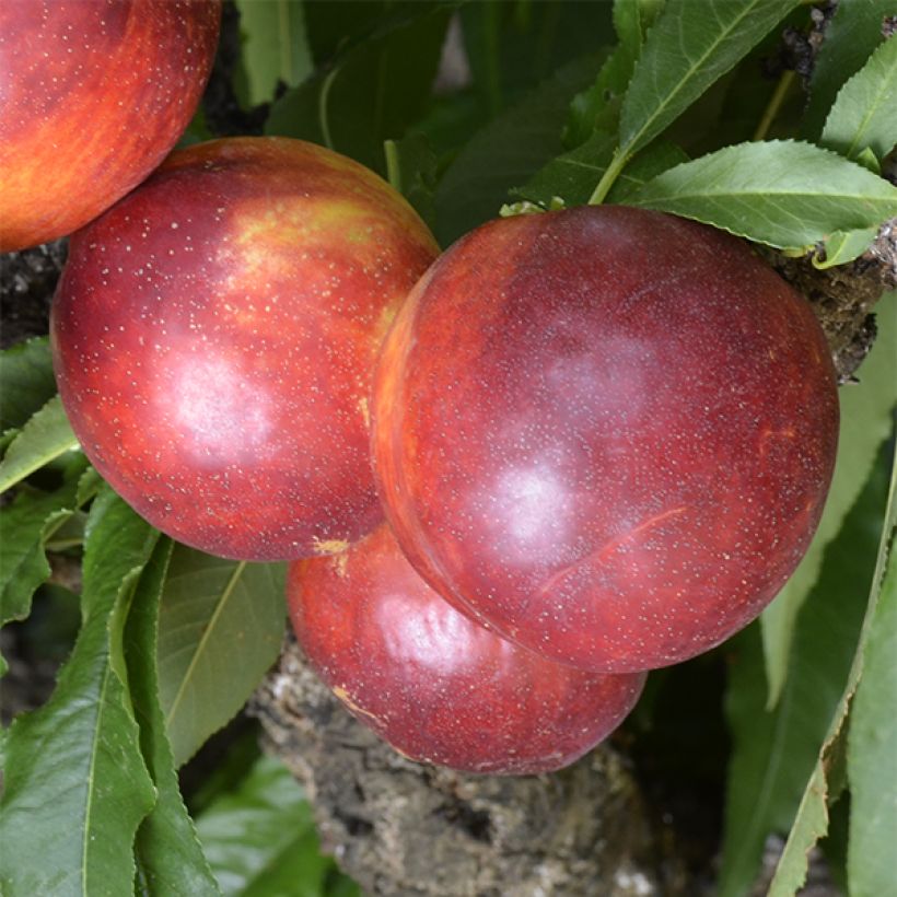 Nektariini Rubis Necta Zee (Sadonkorjuu)