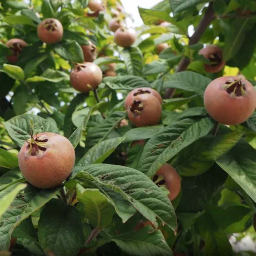Mispeli Monstrueuse d'Evreïnoff luomu (Sadonkorjuu)