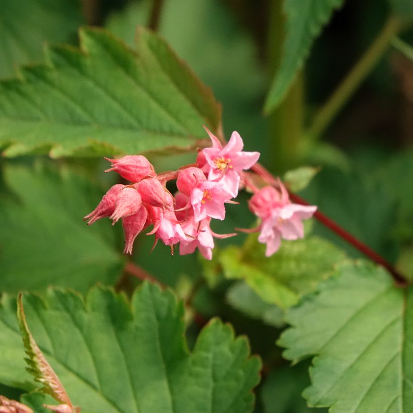 Neillia affinis (Kukinta)