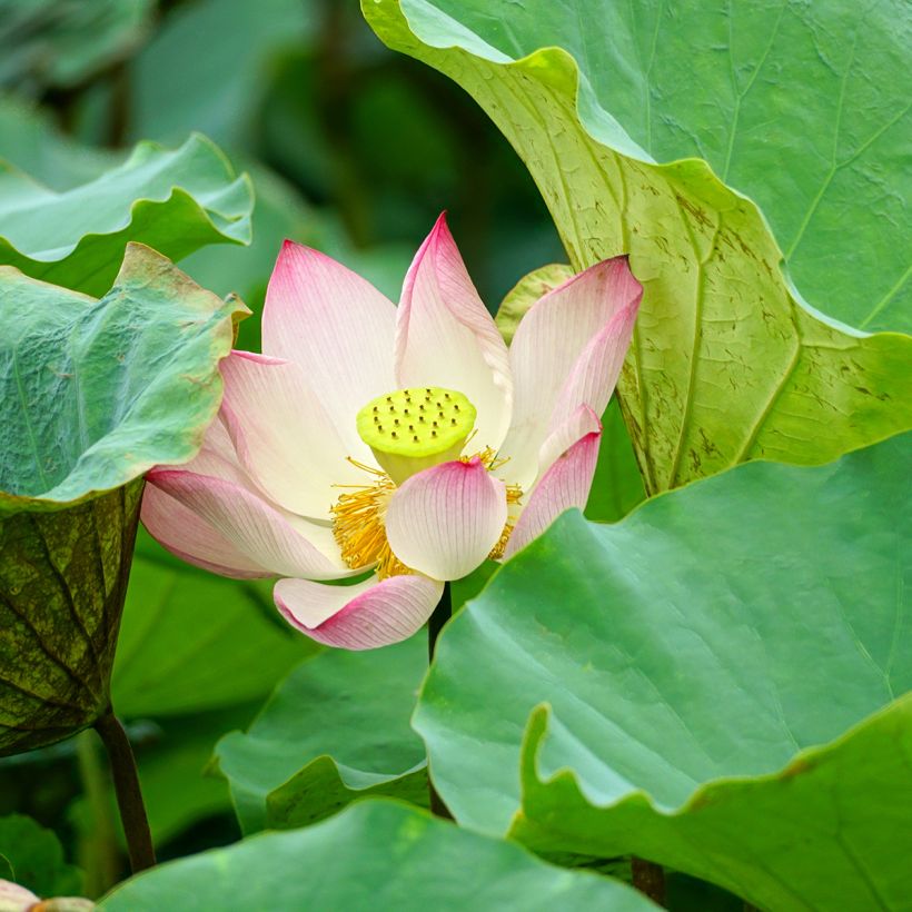 Intianlootus Guifei Zuijiu (Foliage)