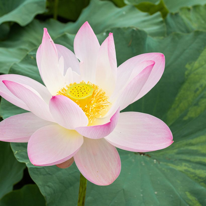 Intianlootus Pale Pink and White (Kukinta)
