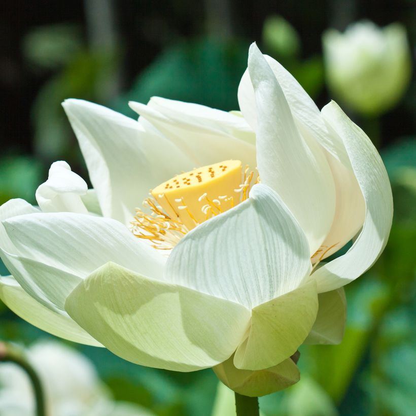 Intianlootus Stellar White (Kukinta)