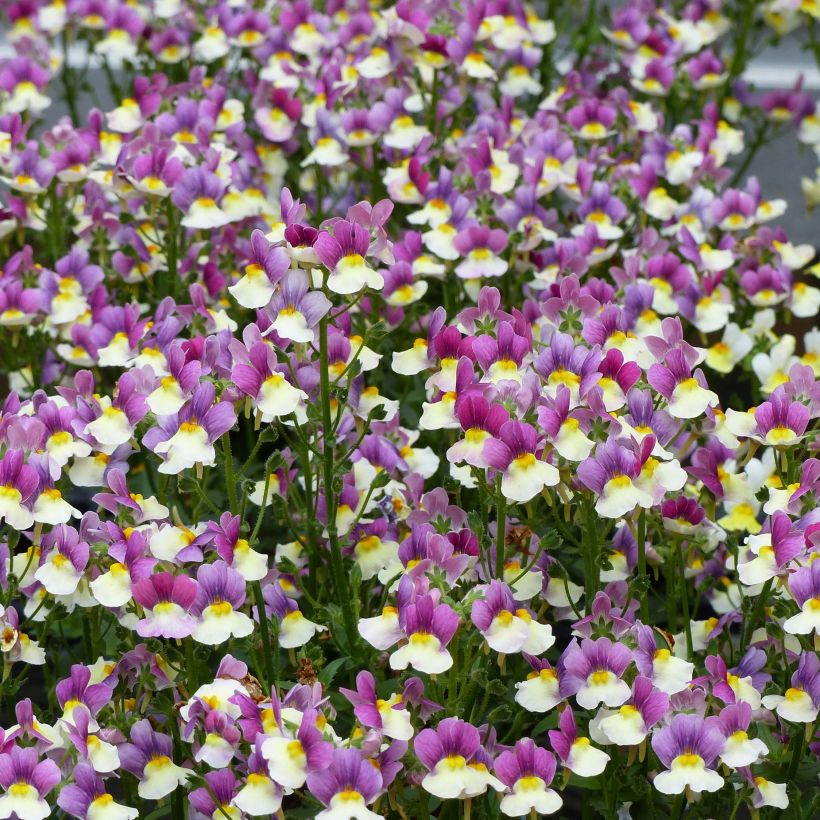 Kohtalonkukka Fairy Kisses Vanilla Berry (Kukinta)