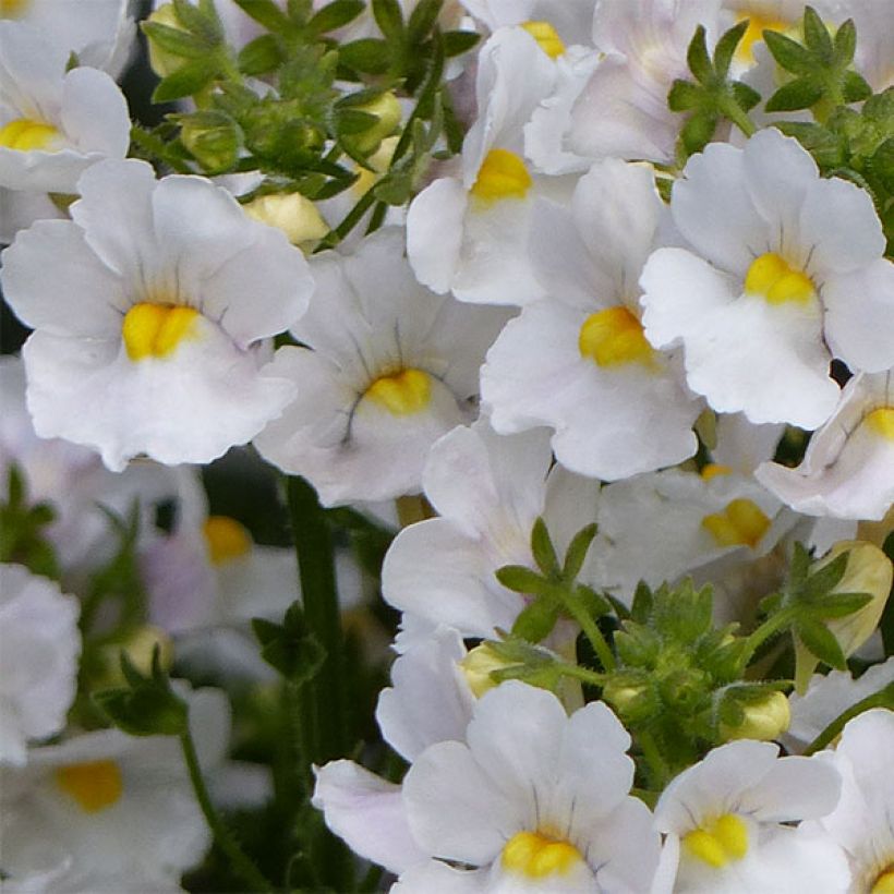 Kohtalonkukka Karoo White (Kukinta)