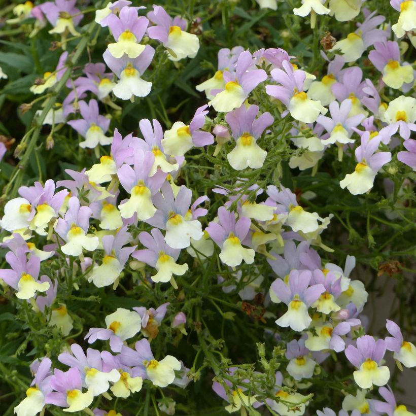 Kohtalonkukka Pink Lemonade (Kukinta)