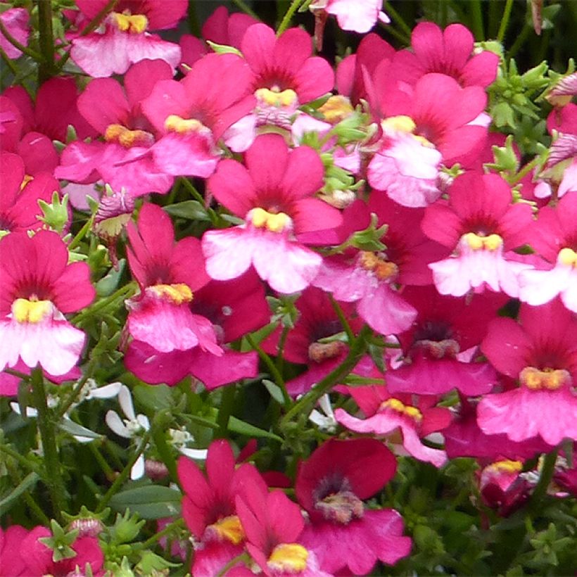 Kohtalonkukka Sunsatia Plus Berry Delight (Kukinta)