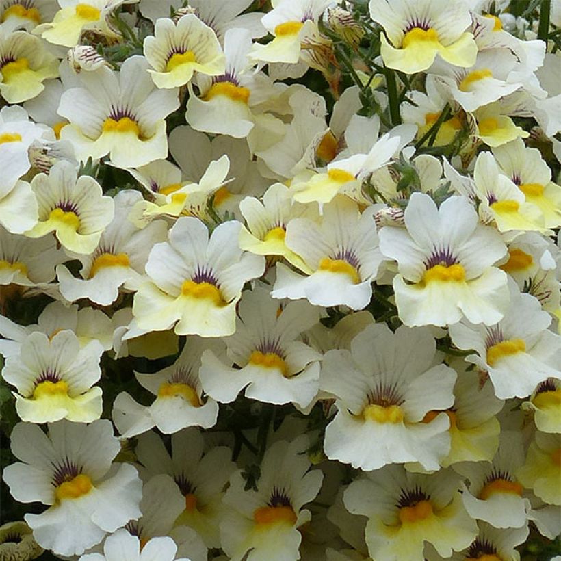 Kohtalonkukka Sunsatia Plus Little Vanilla (Kukinta)
