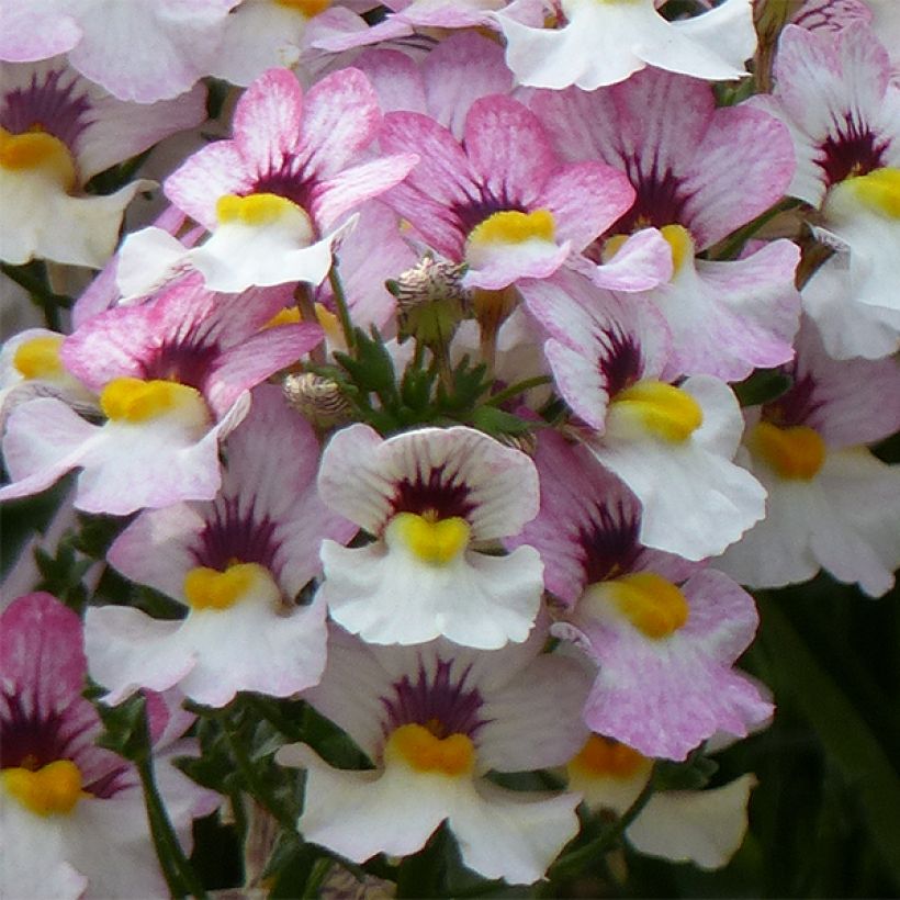 Kohtalonkukka Sunsatia Plus Lychee (Kukinta)