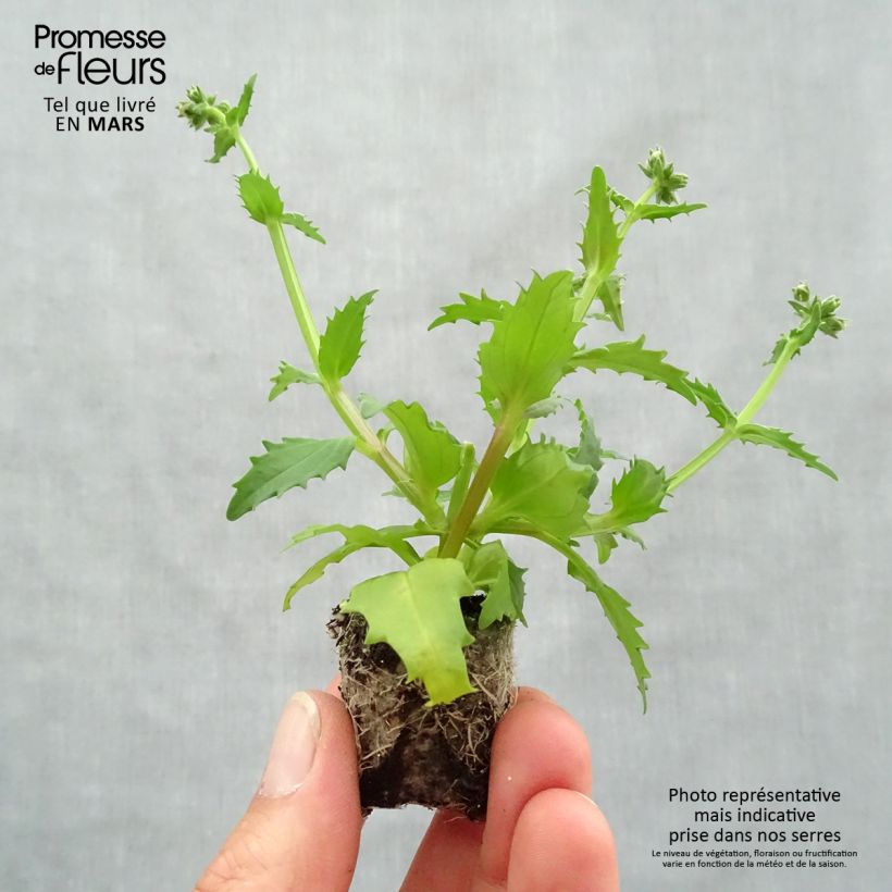 Esimerkki keväällä toimitetusta Kohtalonkukka Sunsatia Plus Strawberry Mini-motte Ø 3/4 cm-taimesta