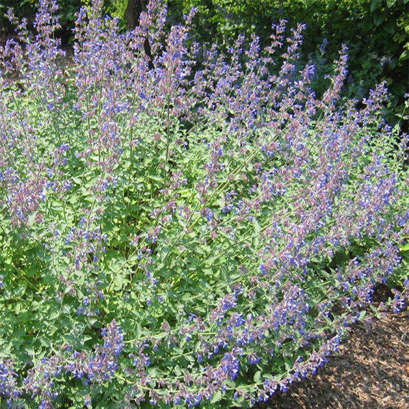 Kissanminttu Blue Dragon (Kukinta)