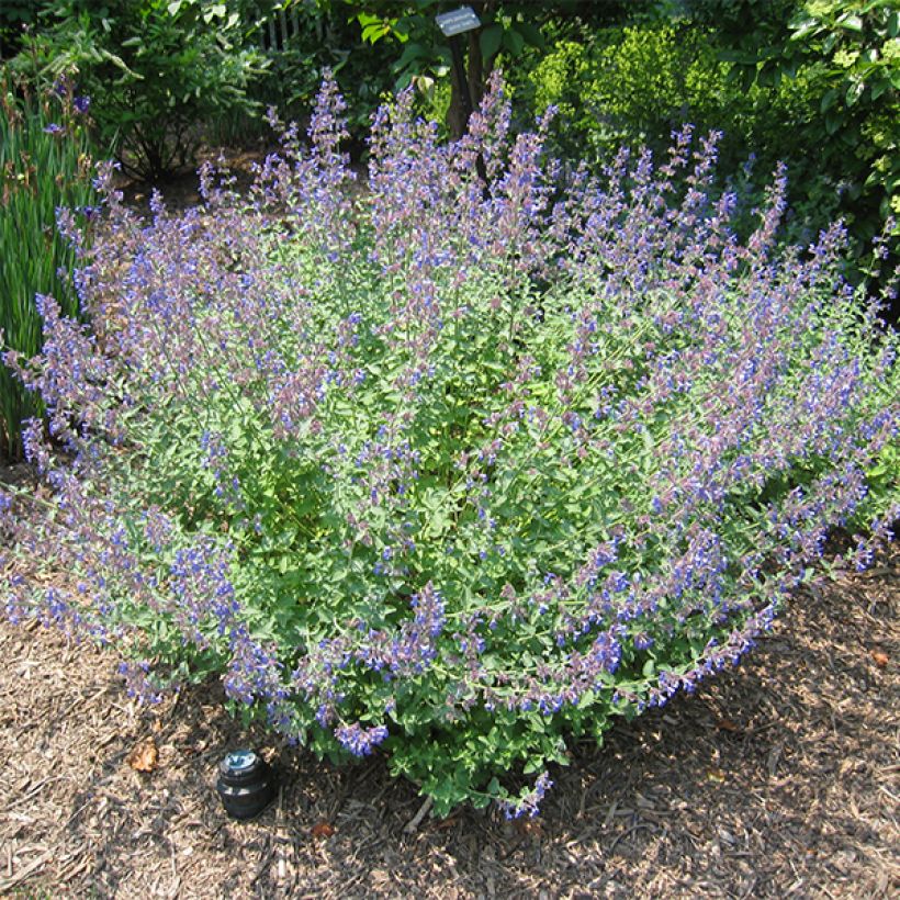 Kissanminttu Blue Dragon (Kasvutapa)