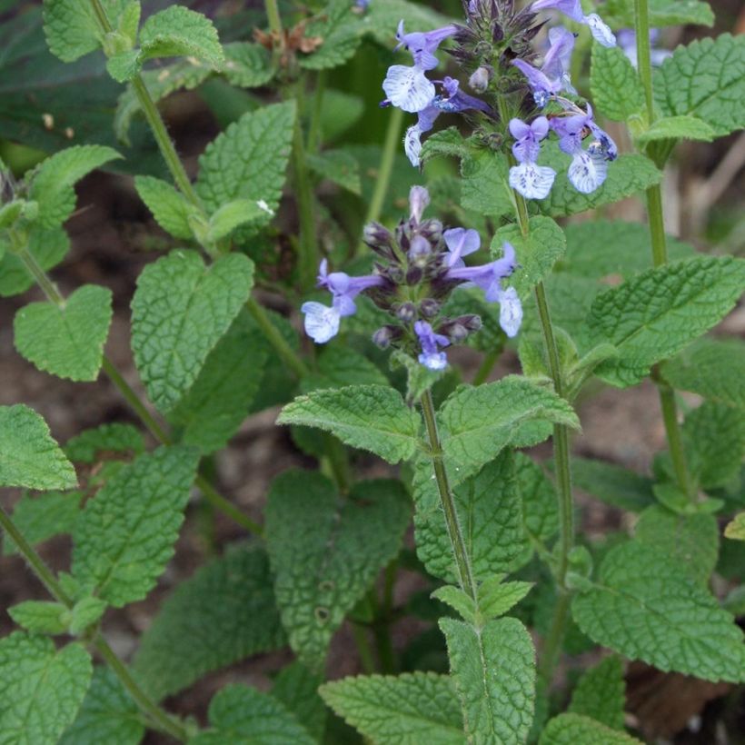 Kissanminttu - Nepeta clarkei (Lehvistö)