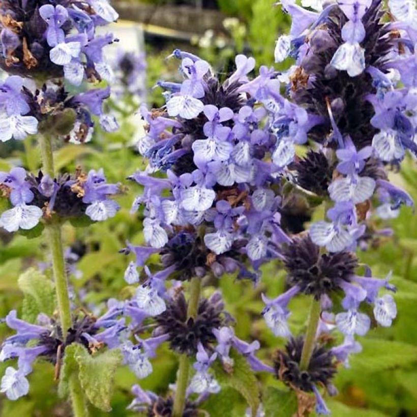 Kissanminttu - Nepeta clarkei (Kukinta)