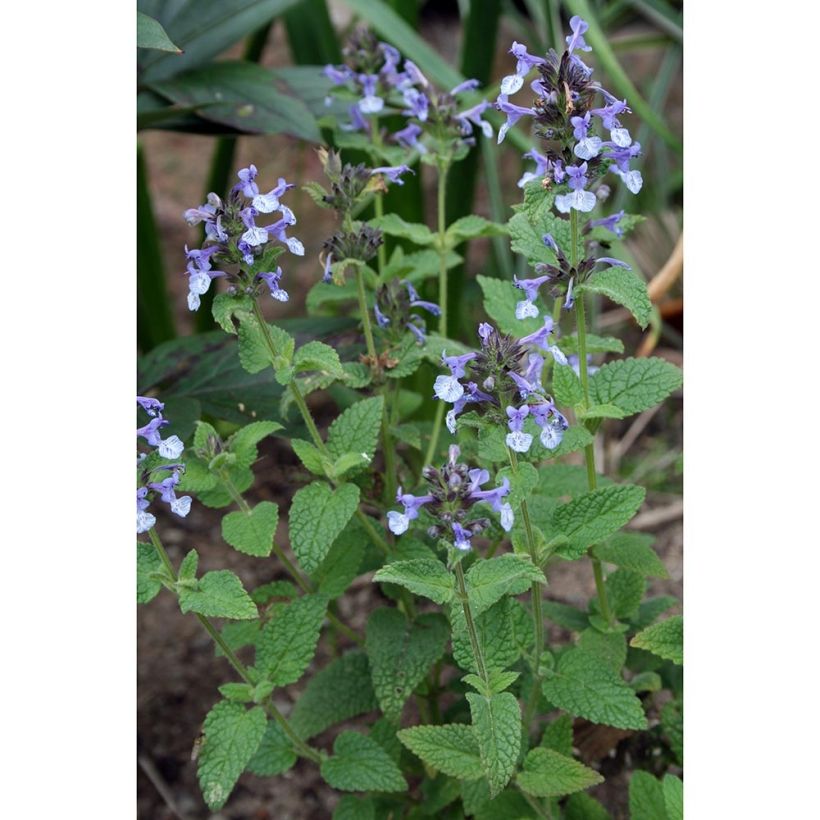 Kissanminttu - Nepeta clarkei (Kasvutapa)