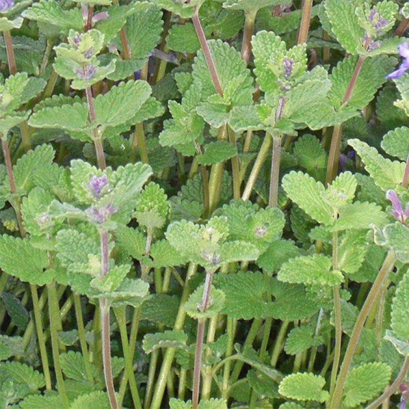 Mirrinminttu - Nepeta x faassenii (Lehvistö)