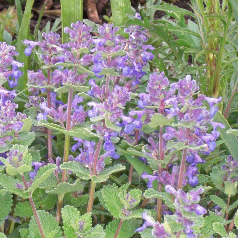 Mirrinminttu - Nepeta x faassenii (Kukinta)