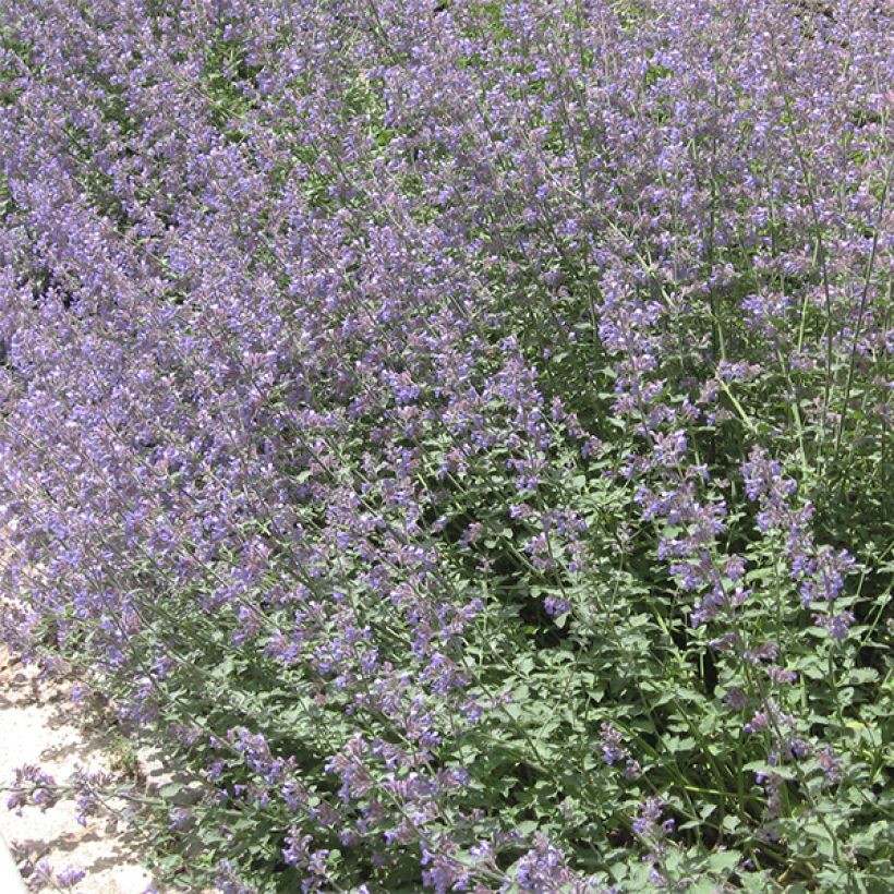 Mirrinminttu - Nepeta x faassenii (Kasvutapa)
