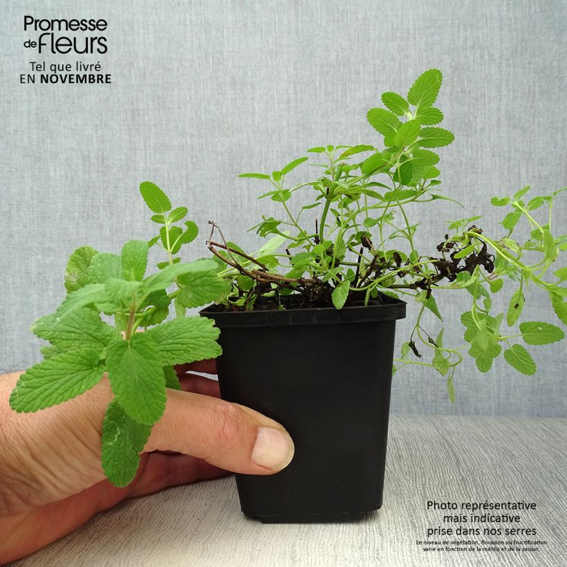 Esimerkki syksyllä toimitetusta Mirrinminttu - Nepeta x faassenii 8/9 cm taimiruukku-taimesta