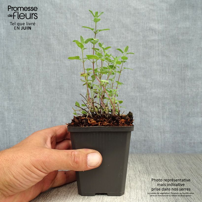 Esimerkki kesällä toimitetusta Mirrinminttu - Nepeta x faassenii Taimiruukku 8/9 cm-taimesta