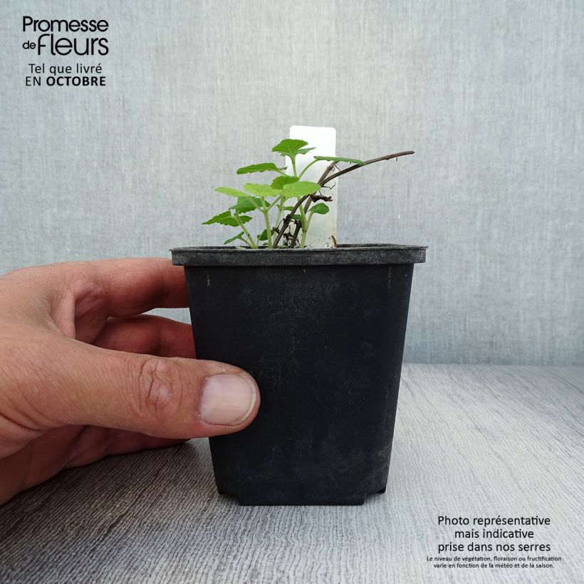 Esimerkki syksyllä toimitetusta Keltakissanminttu - Nepeta govaniana 8/9 cm taimiruukku-taimesta