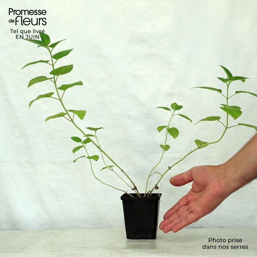 Esimerkki kesällä toimitetusta Keltakissanminttu - Nepeta govaniana Godet de 8/9 cm-taimesta